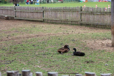 Den Dětí 2012 Zoo Věrtrovy (5)