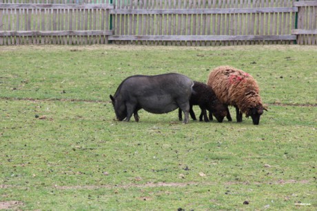 Den Dětí 2012 Zoo Věrtrovy (18)