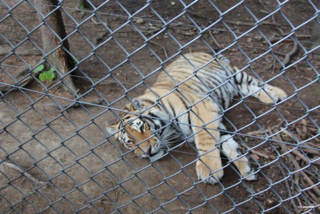 Den Dětí 2012 Zoo Věrtrovy (27)