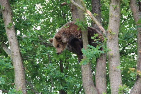 Den Dětí 2012 Zoo Věrtrovy (29)