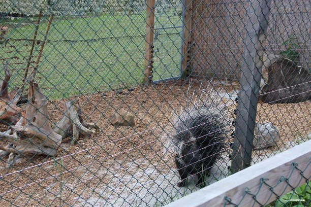 Den Dětí 2012 Zoo Věrtrovy (26)