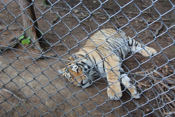 Den Dětí 2012 Zoo Věrtrovy (27)