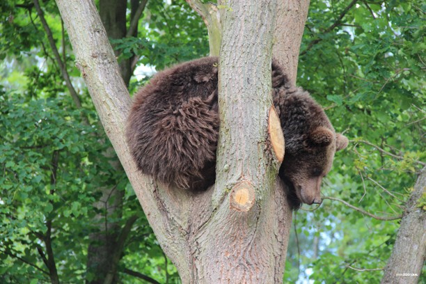 Den Dětí 2012 Zoo Věrtrovy (30)